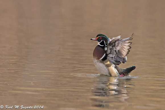 ANOTHER FLAPPING WOOD DUCK