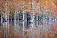 CYPRESS TREES IN AUTUMN