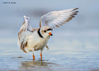 Wing Stretching Plover