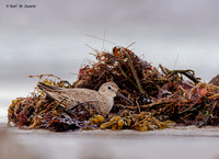 Dunlin with Seaweed