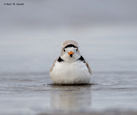 Frontal View Piping Plover
