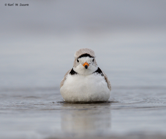 Frontal View Piping Plover