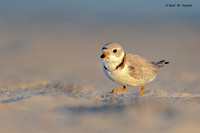 Piping Plover checking me out