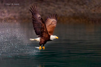 Bald eagle Catch
