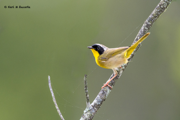 Common-throated Warbler