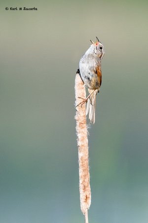 Swamp Sparrow ......singing