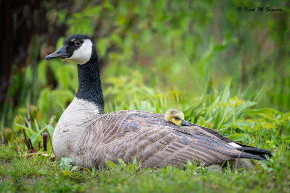 Canada Goose with chick popping out