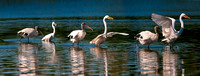 Woodstork Stalking Great Egret