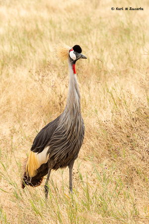 Grey-crowned African Crane