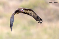 Lappet-face Vulture