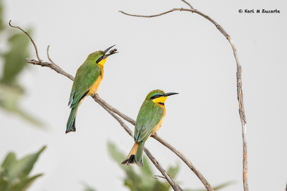 Bee eater catching insect