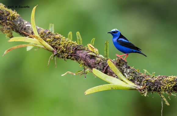 Red-footed Honeycreeper