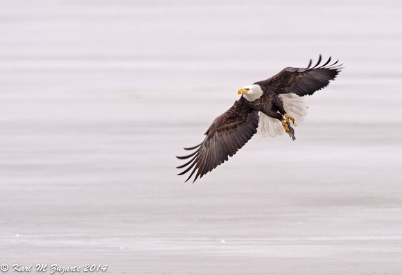 BALD EAGLE AFTER SNATCHING HIS MEAL FROM A GBH