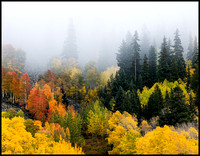 Fall in the Fog - Colorado