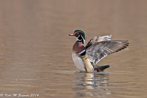 WING FLAPPING WOOD DUCK