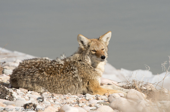RESTING COYOTE