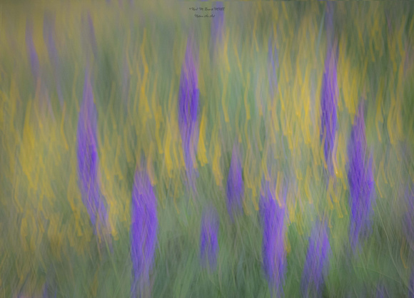 ABSTRACT LUPINES